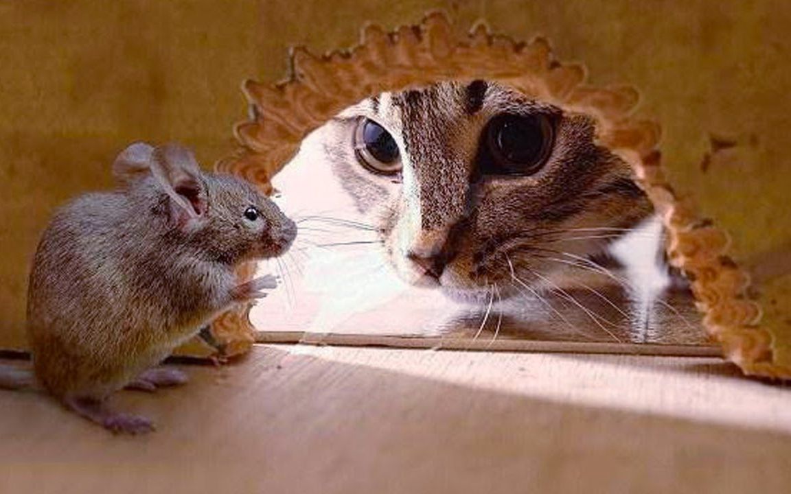 图片老鼠卡通_图片搞笑老鼠猫头像_猫和老鼠图片搞笑图片