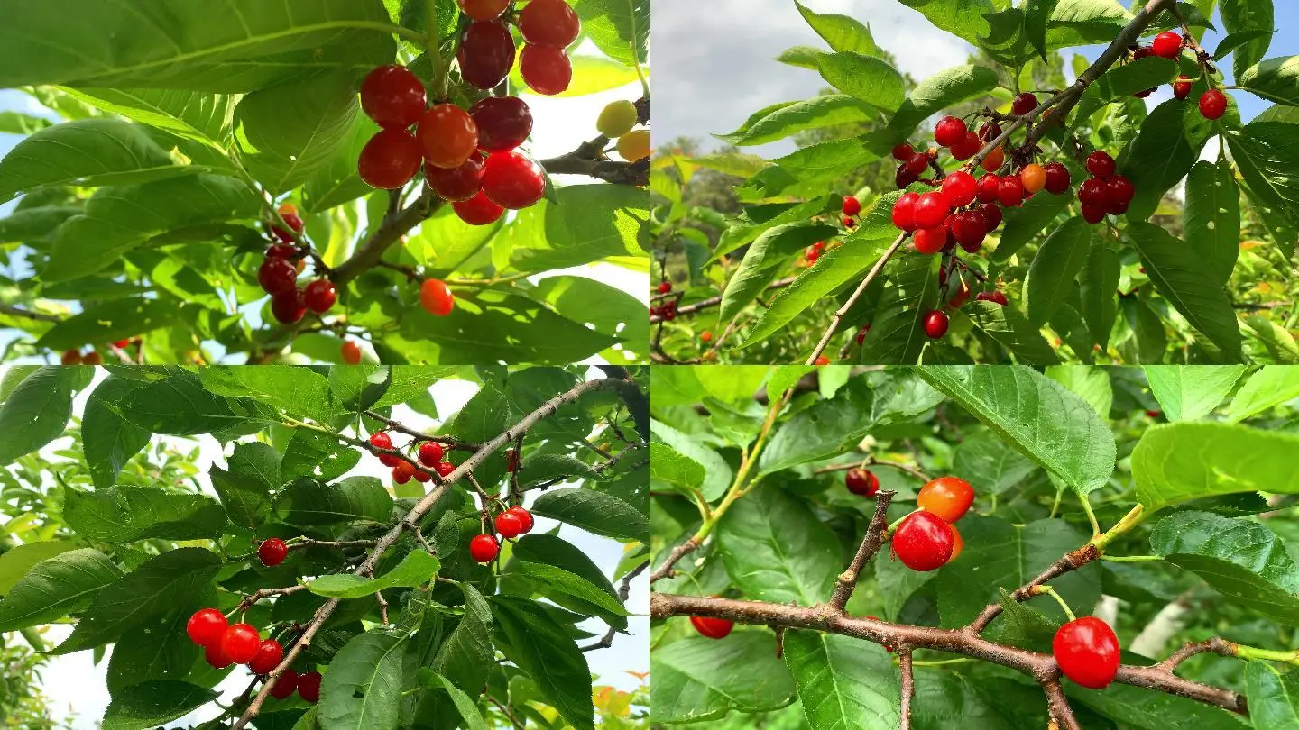 中樱桃的颜色对果实质量和数量的影响