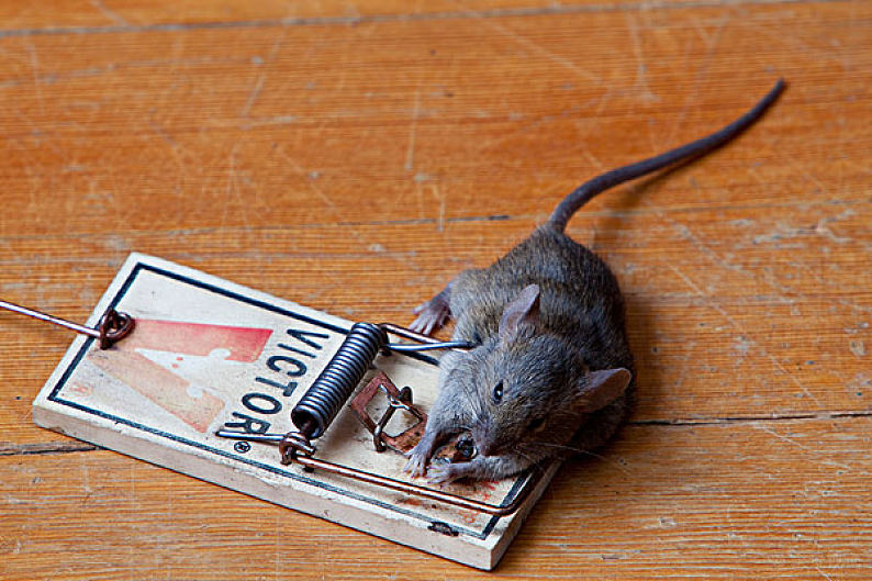 粘鼠板提示牌_警示板是什么意思_粘鼠板警示图