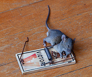 粘鼠板提示牌_粘鼠板警示图_警示板是什么意思