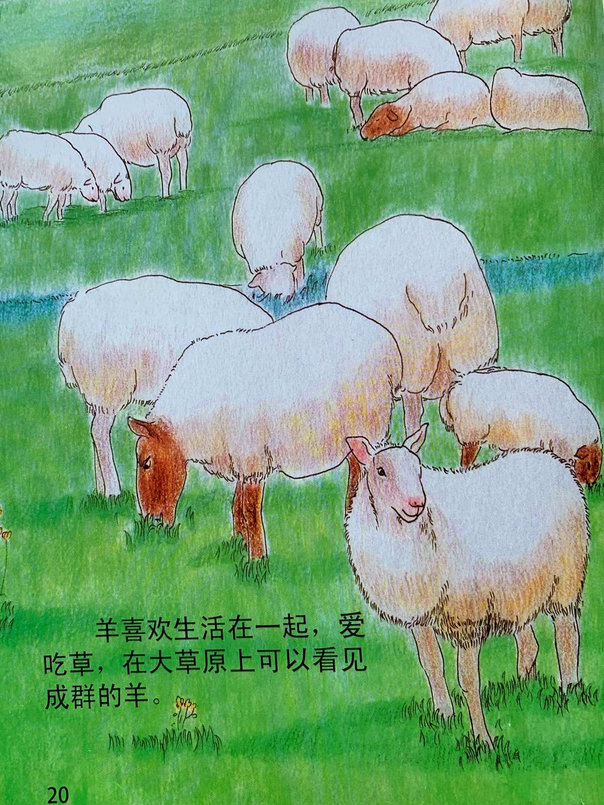 提米书：小小羊的奇幻冒险