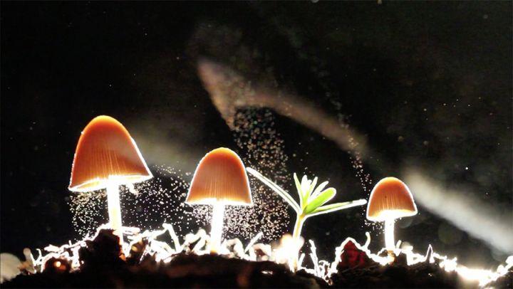 神奇的海蘑菇：魔幻之谜