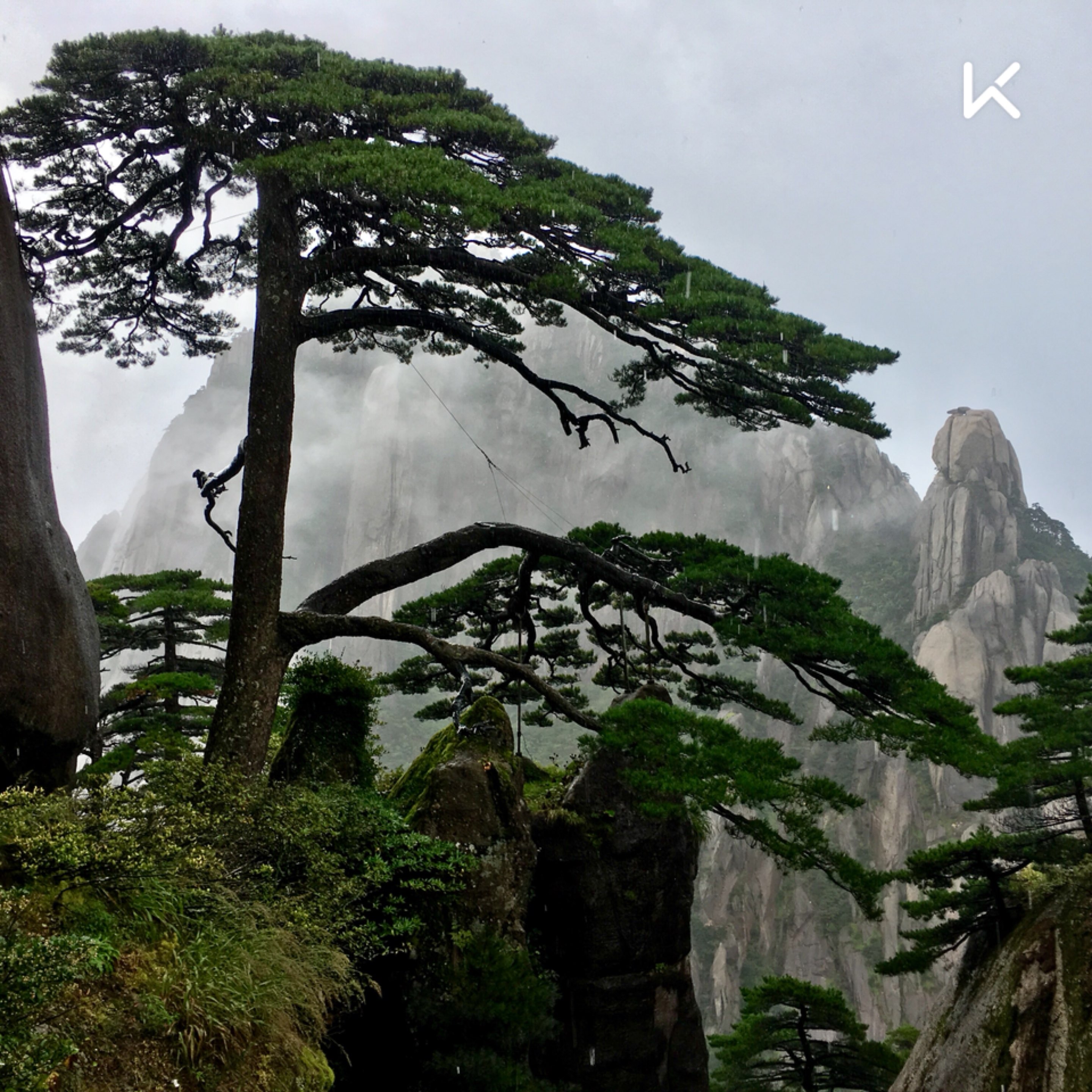 松客迎图片_迎客松解说_迎客松游戏