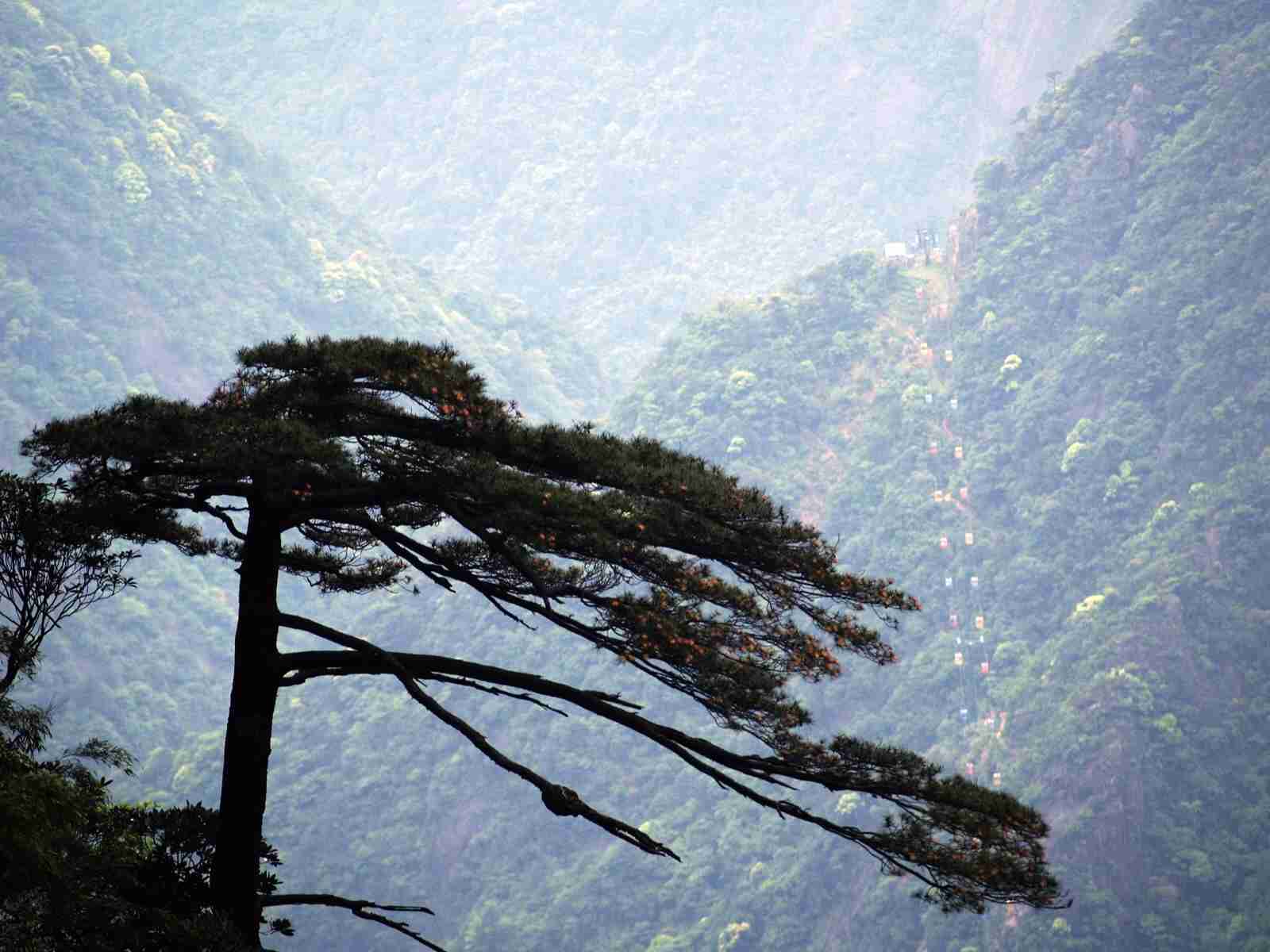 松客迎图片_迎客松解说_迎客松游戏