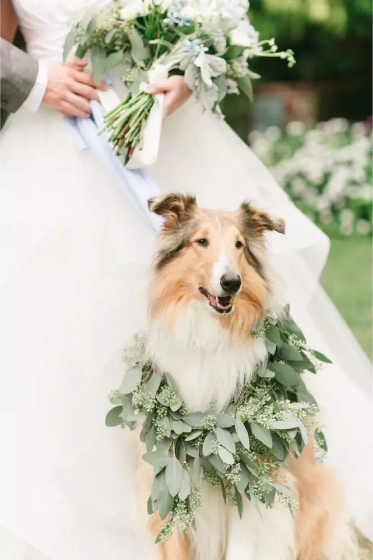离婚宠物怎么判_qq宠物怎么离婚_离婚宠物的所有权