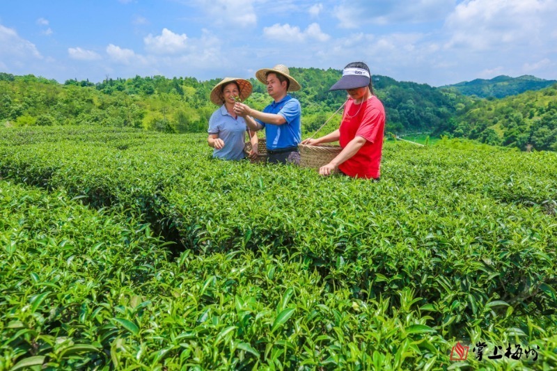牧场物语双子村茶叶_牧场物语双子村动物茶点喂多少_牧场物语双子村茶罐