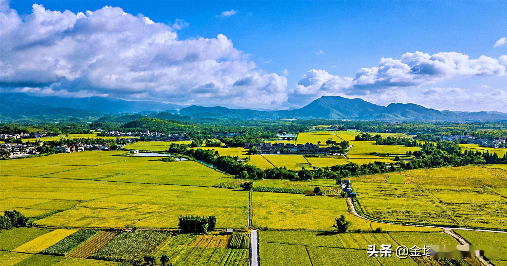 牧场物语双子村动物茶点喂多少_牧场物语双子村茶罐_牧场物语双子村茶叶