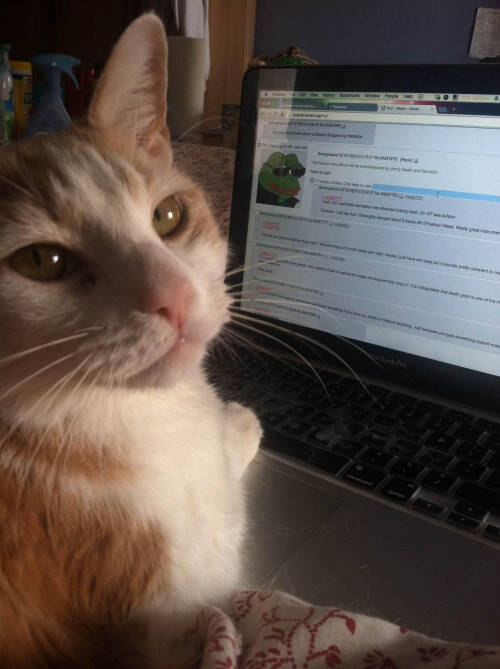 猫咪专属网页，永久域名助力！