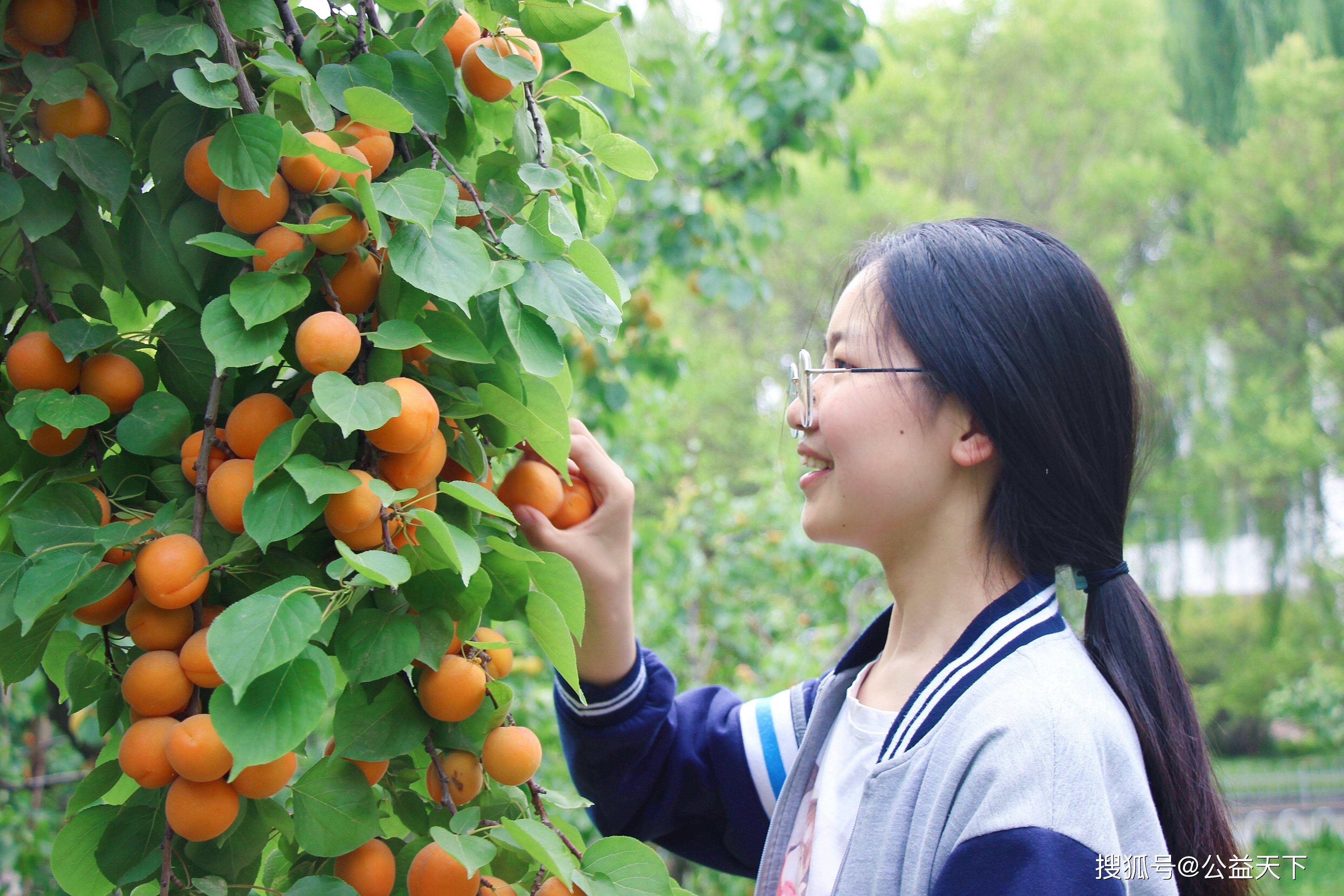 微杏十年杏树_微杏十年_微杏十年出杏花