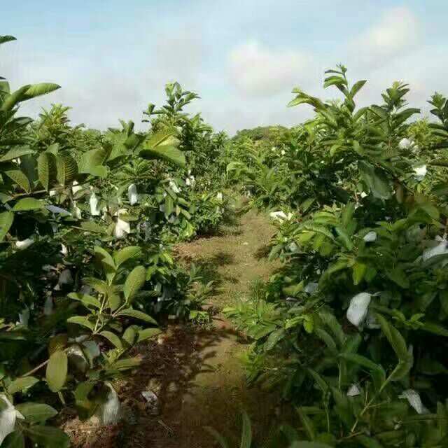 芭芭农场换果树_芭芭农场怎么换果树_芭芭农场能换树吗