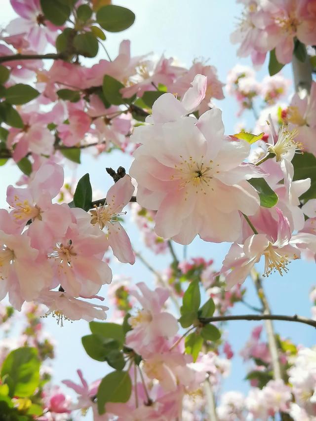 傲立寒冬，海棠花开