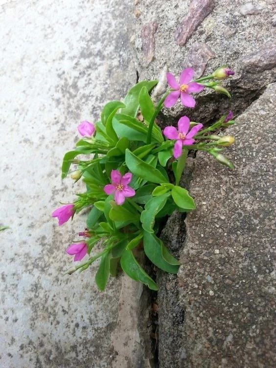 花组词_花樽与花_花吱