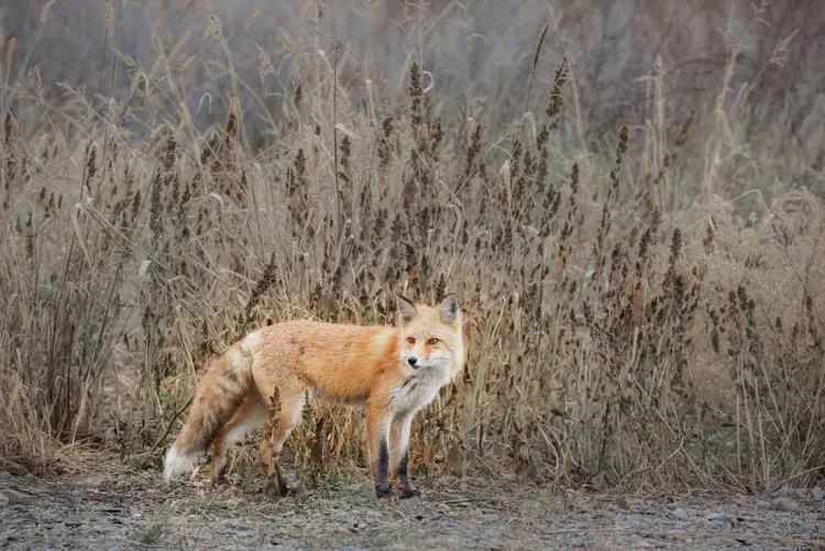 狐尾草_狐草书写法_草狐