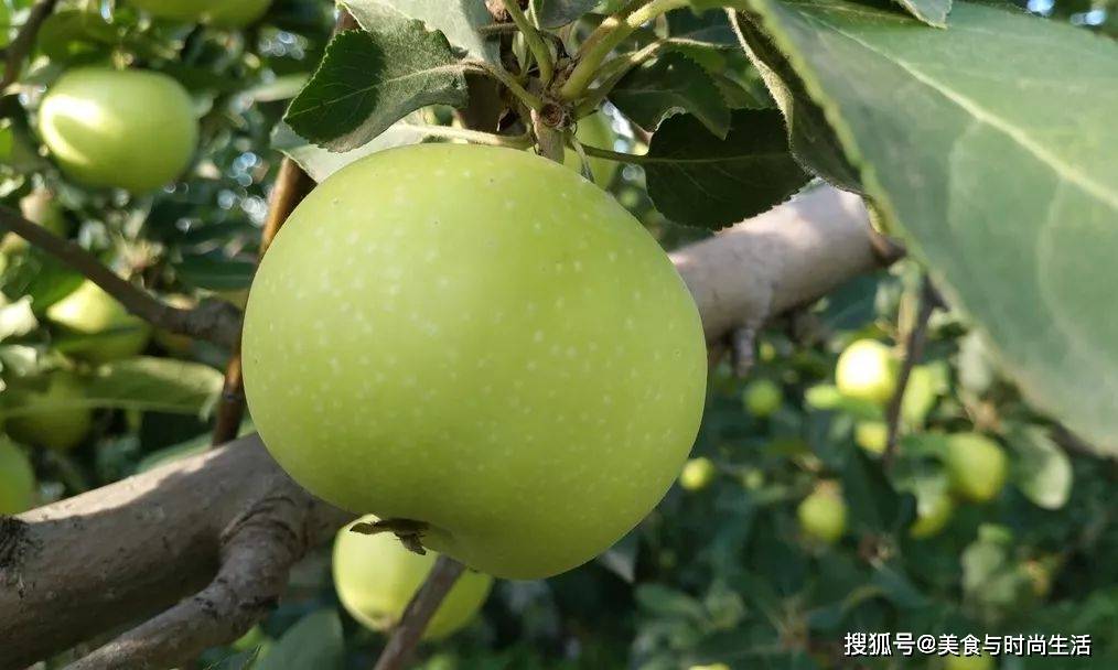 青苹果资源_apple资源_苹果资源库在什么地方