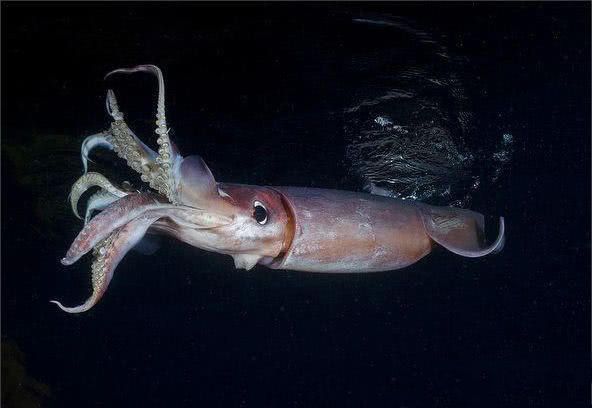 神秘吸血鱿鱼：海底深处的惊人生物