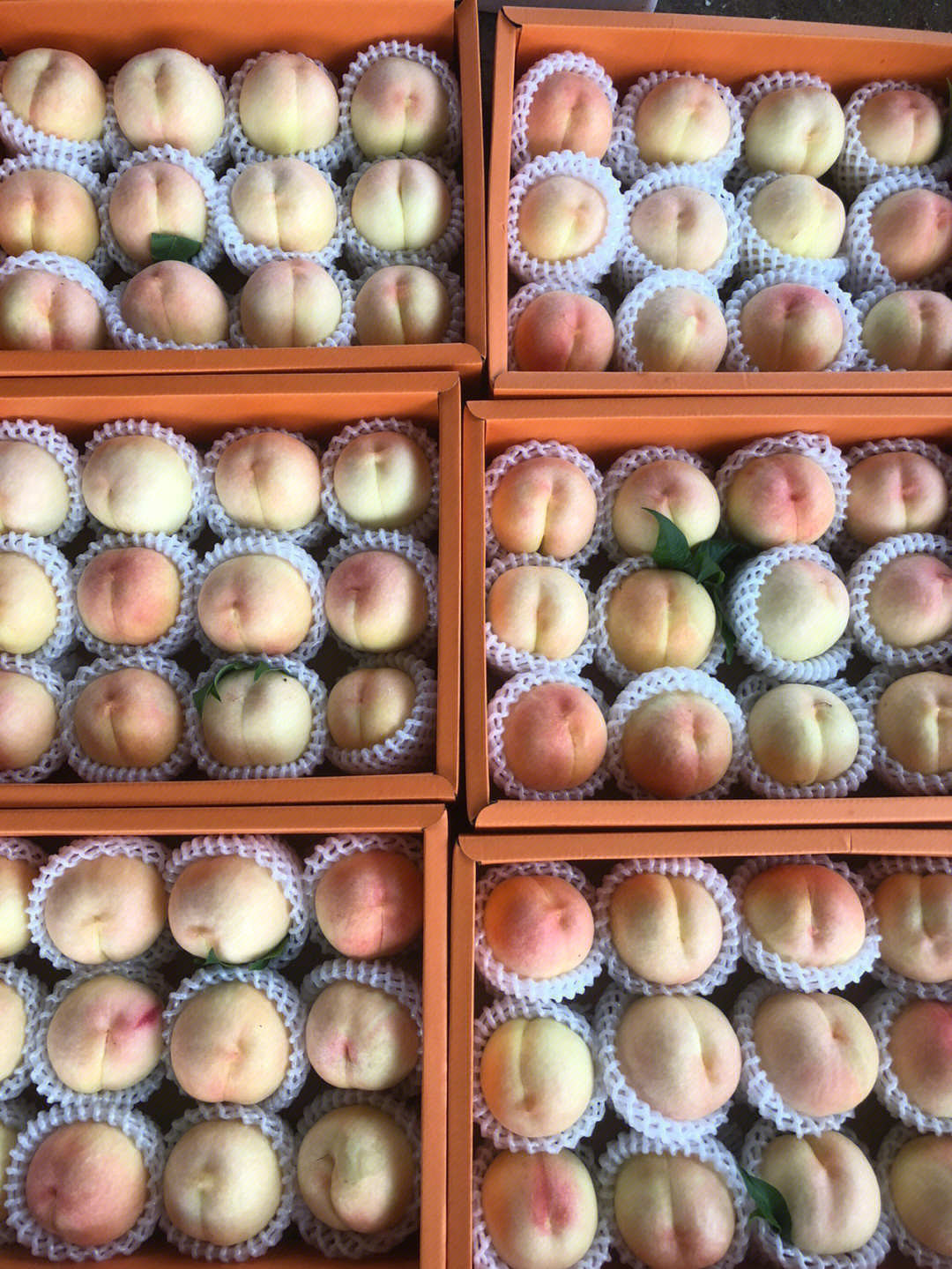蜜桃社_蜜桃社_蜜桃社
