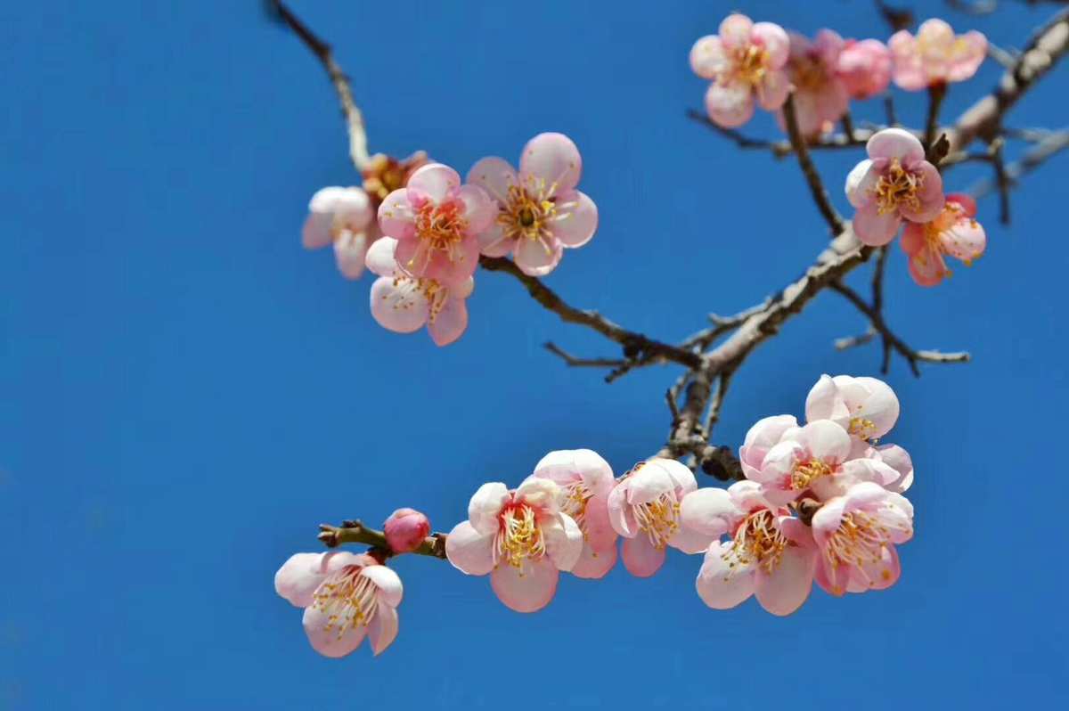 谢语花_谢语花_谢语花