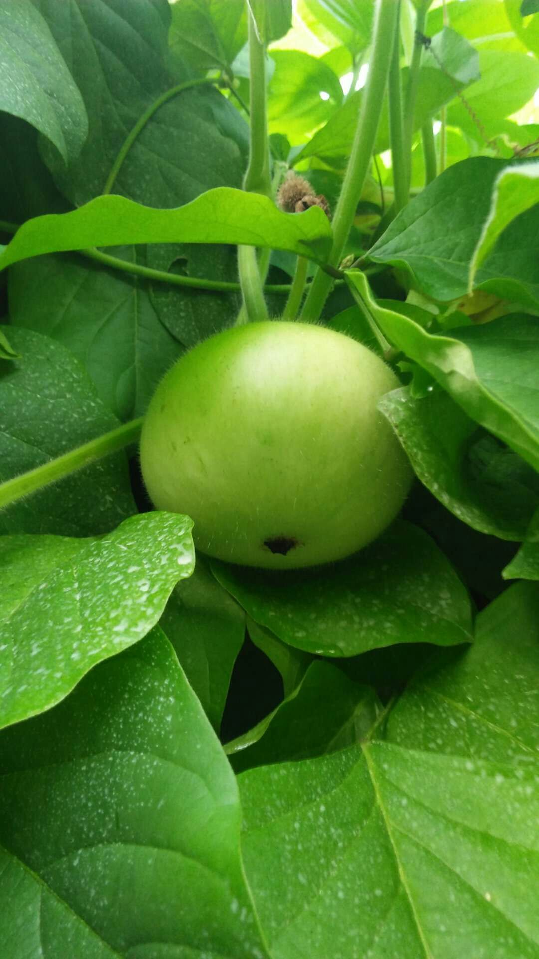 农民种苹果树，丰收苹果葫芦