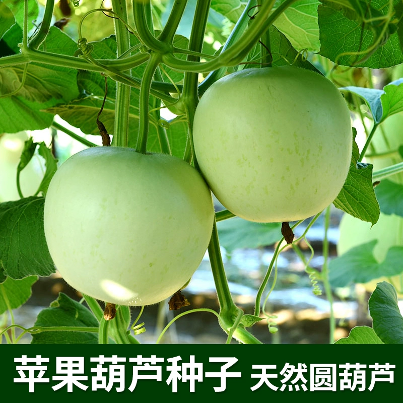 苹果葫芦_葫芦苹果绿_葫芦苹果图片