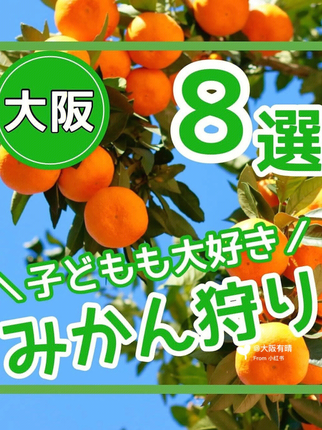 橘子酸橘子甜阅读答案_橘子搜索拼音_橘子搜索