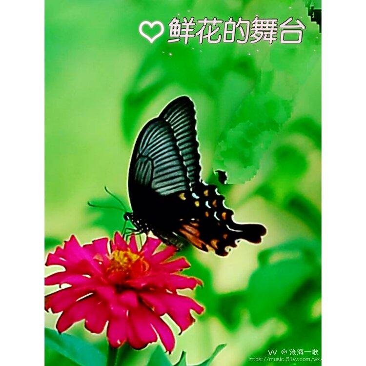 蝶恋花直播间app大全_蝶恋花花直播_蝶恋花直播