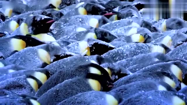 北极冰原的饥荒冬天，企鹅们该如何生存？