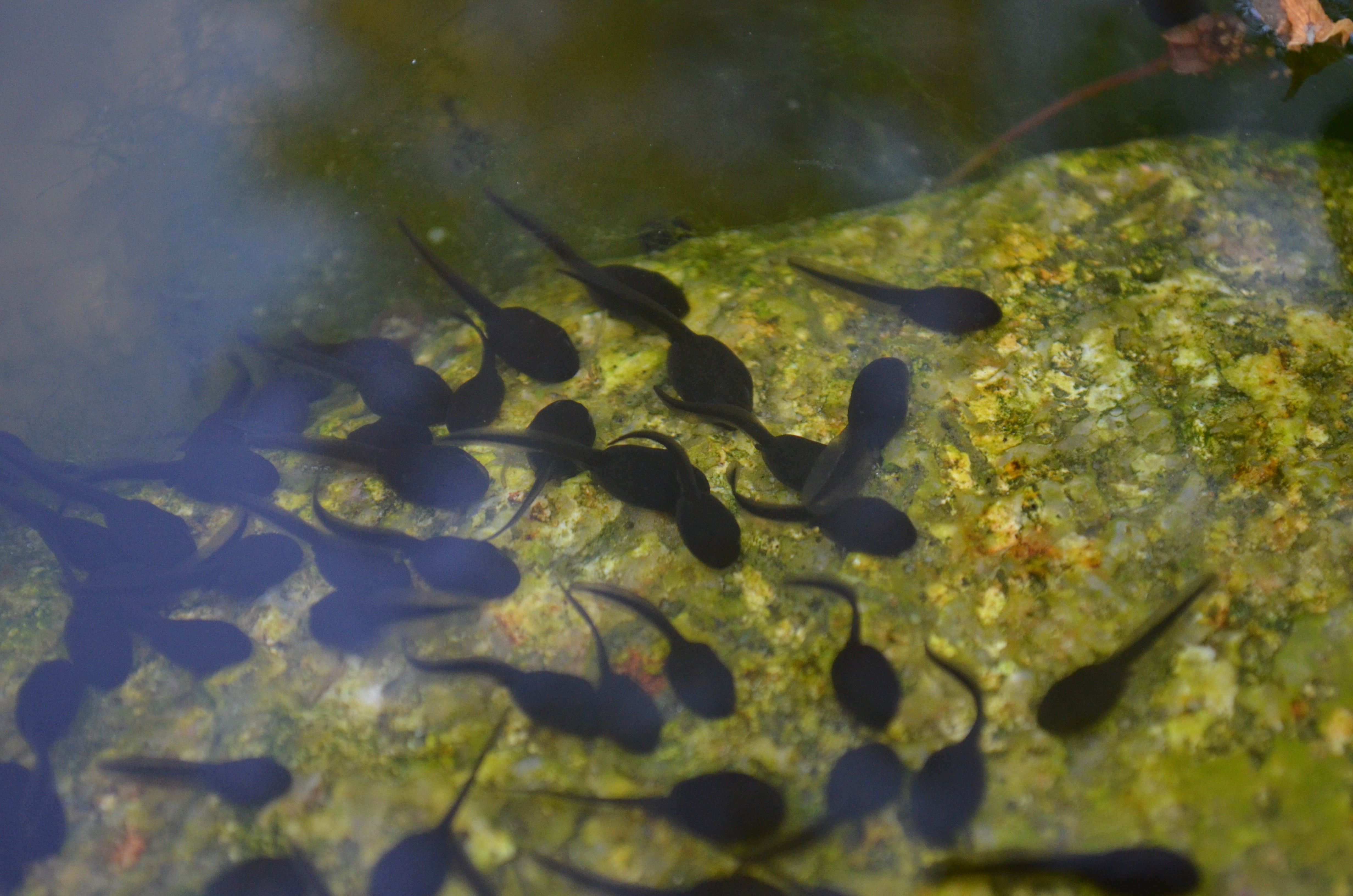 水中生活的蚊香蝌蚪：可爱生物的进化之谜