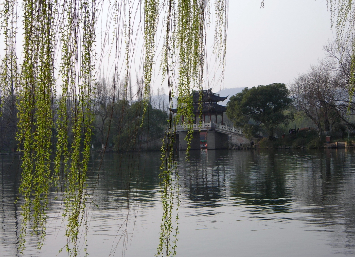 【西湖春游】柳浪闻莺，赏湖畔柳树，感受春天的代表之一