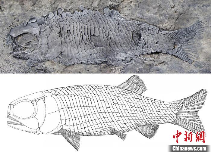 探寻古老生命之谜：化石鱼揭示地球历史