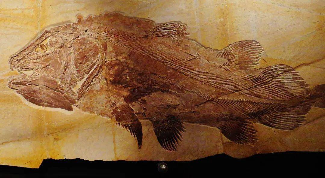化石鱼_化石鱼怎么获得_化石鱼宝可梦