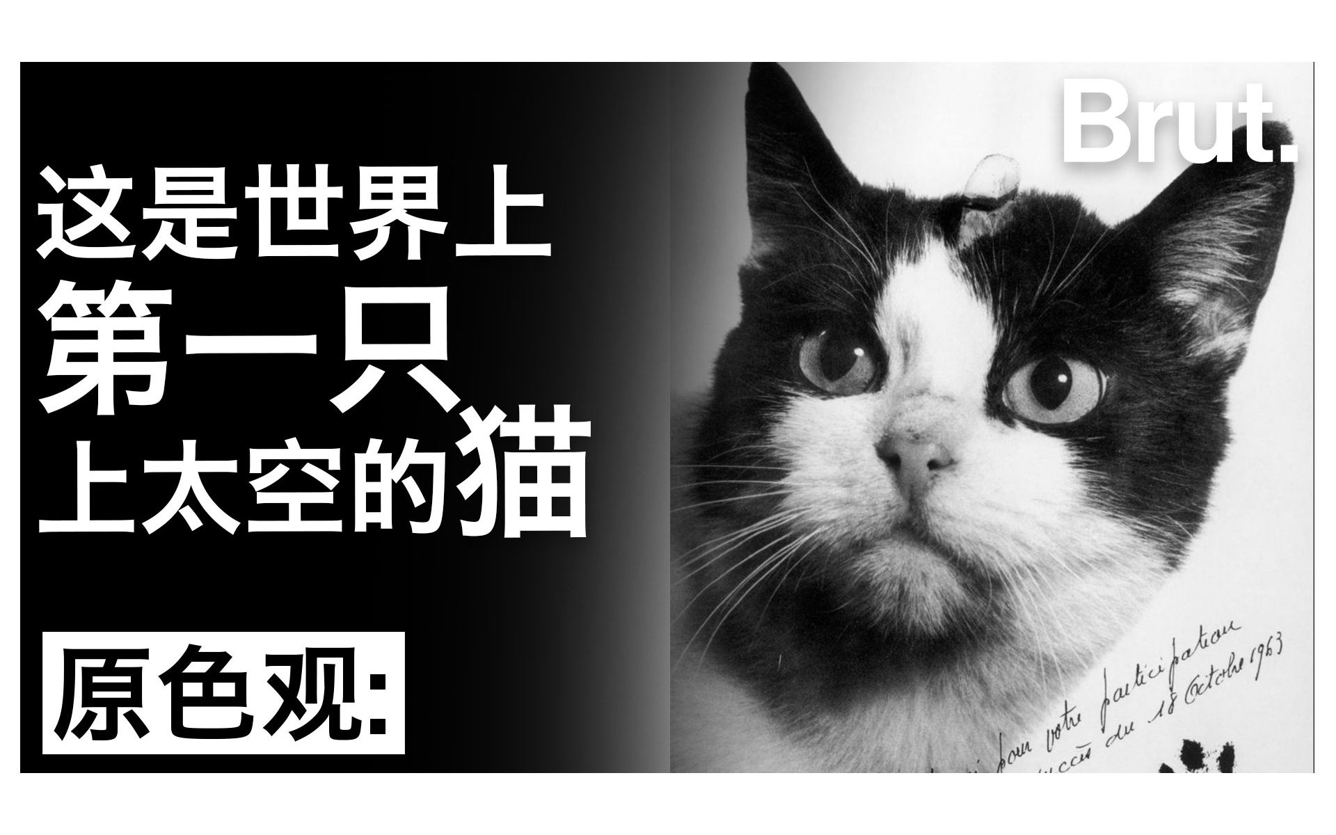 喵星人大战_喵星人大战_喵星人大战角色大全