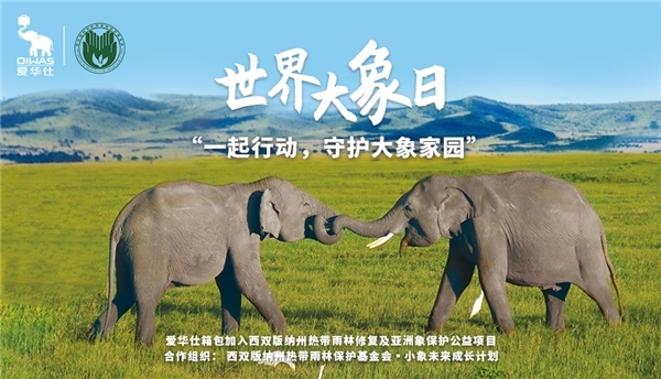 大象国际：挽救大象的最高专家