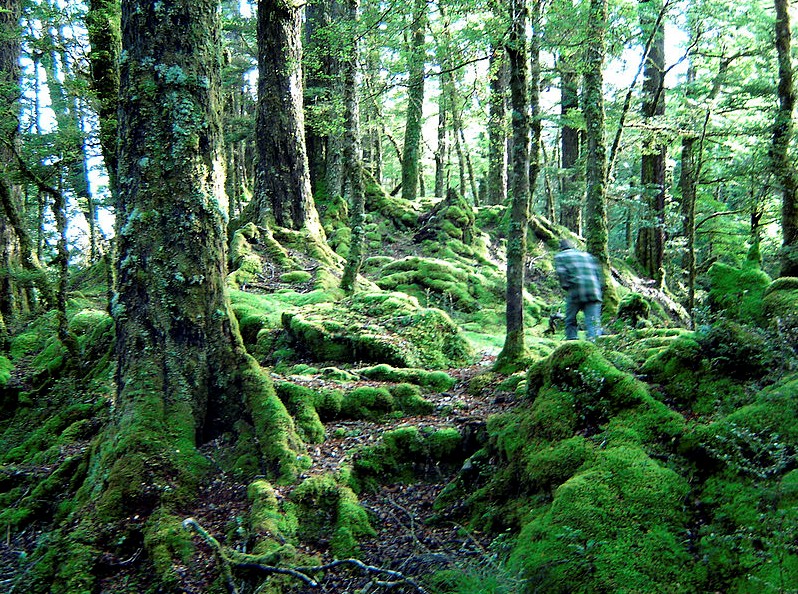 大自然的宝藏：翡翠森林中的绿意盎然
