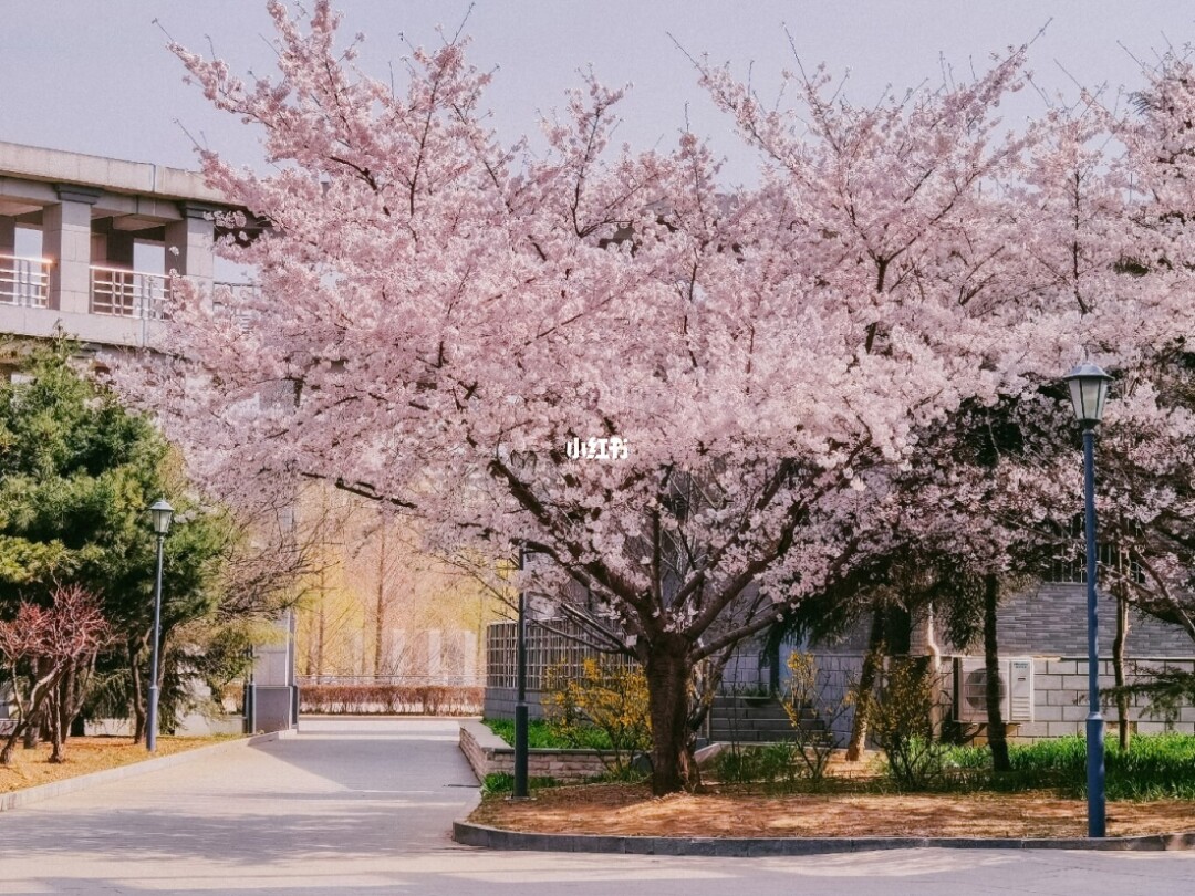 樱花校园1.039.01版本_樱花校园版本1.039.90_樱花校园版本大全