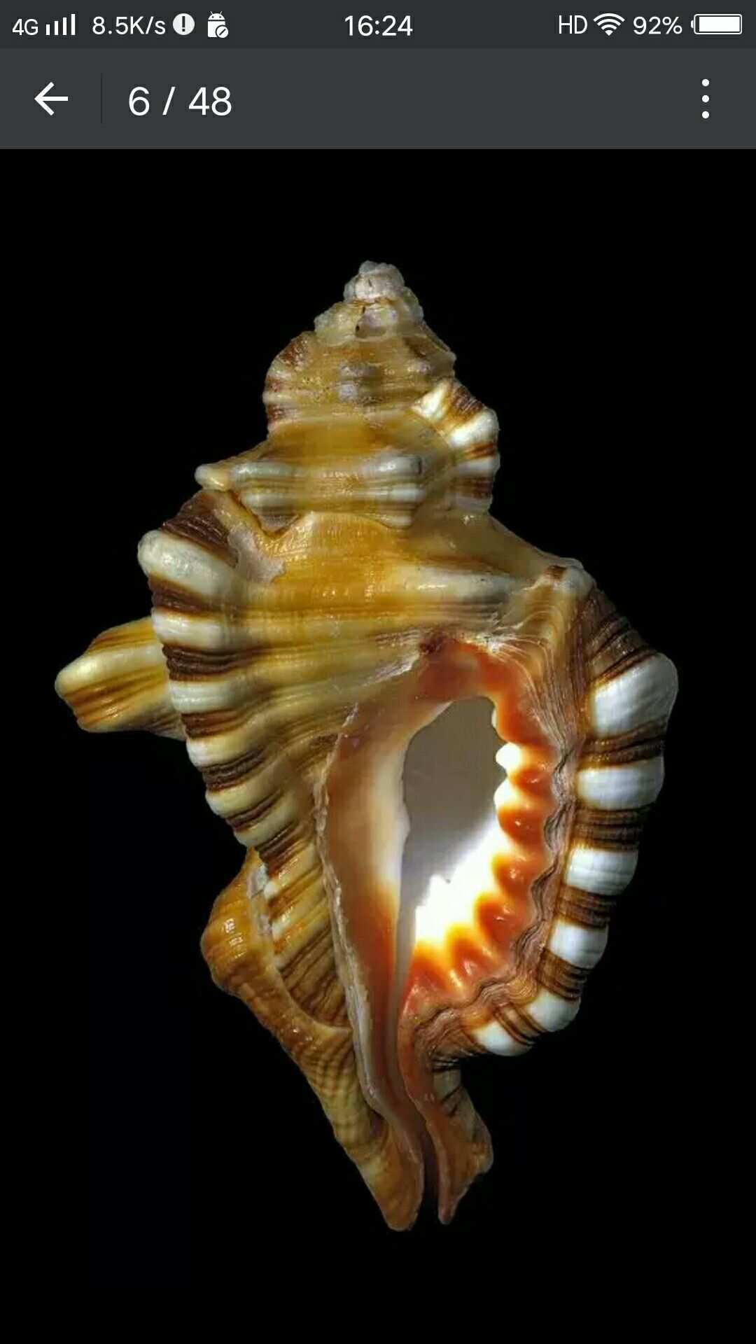 幻境海螺：探秘神奇宝藏