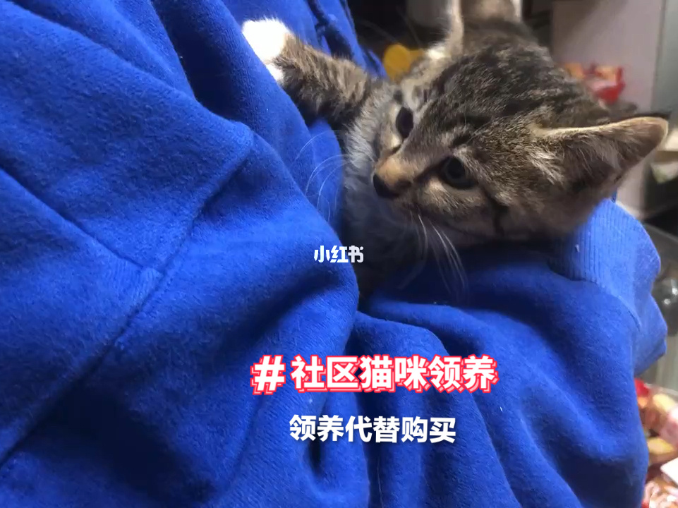 快猫社区_快猫社区_快猫社区