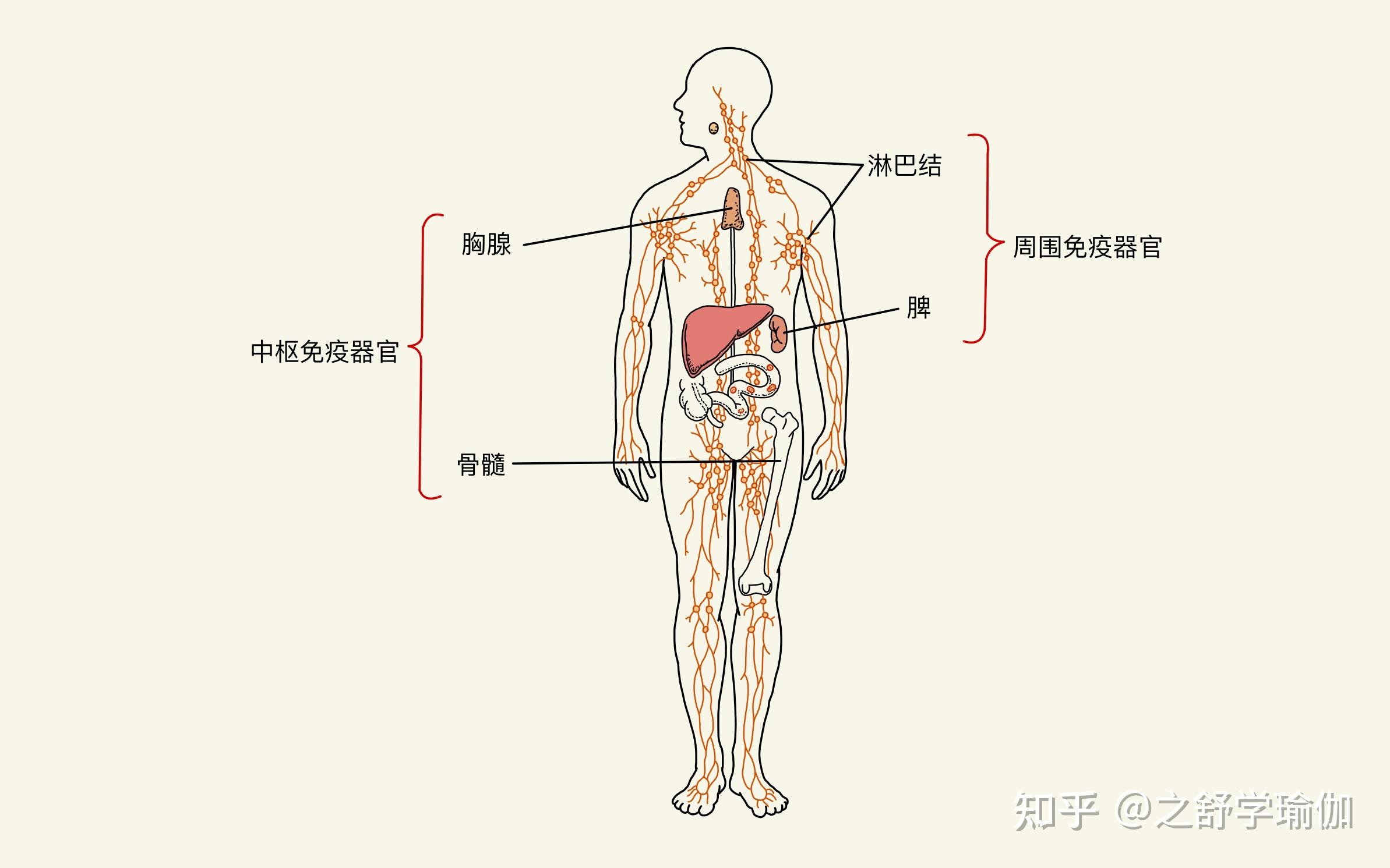 神秘·精密·第三局 人体游戏