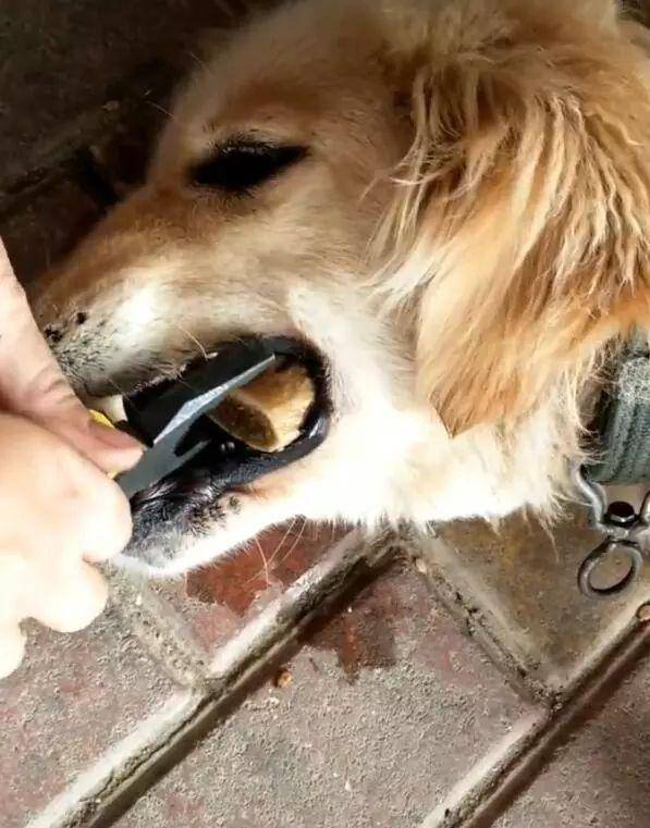 牙医小游戏_牙医小游戏_牙医小游戏