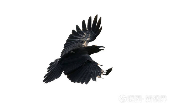 神秘的全黑乌鸦，真的都是一样吗？