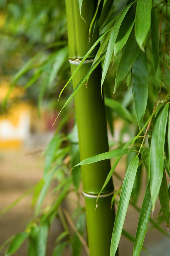 苍竹_苍竹是什么药材图_苍竹的图片