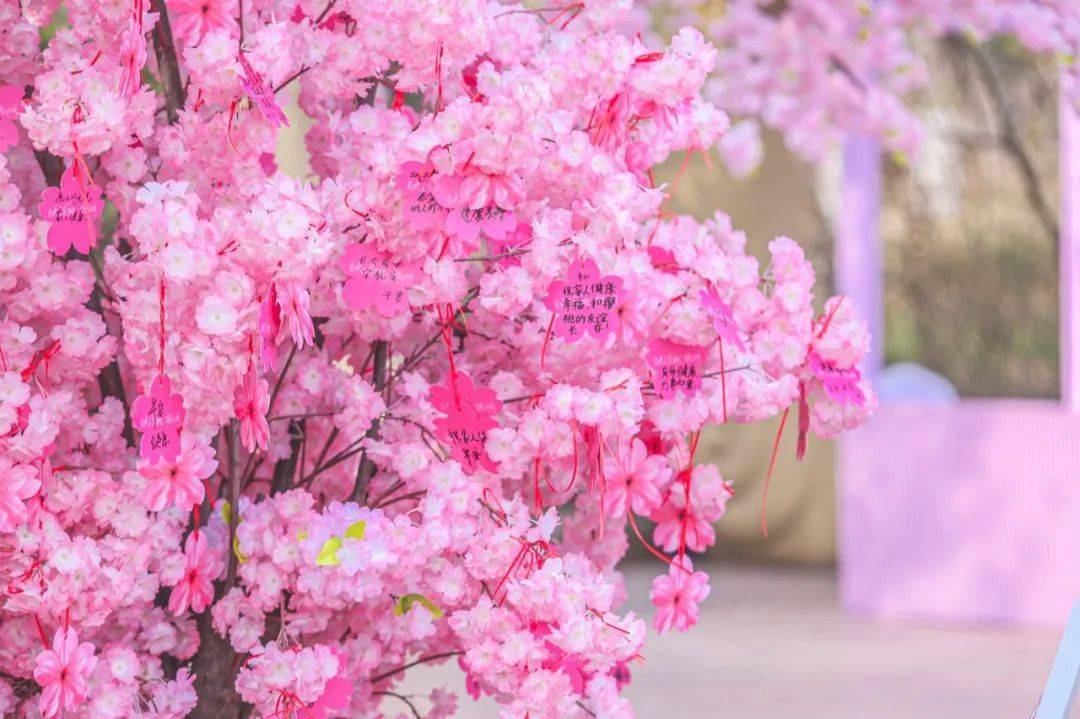 樱花美女直播_樱花美女直播_樱花美女直播
