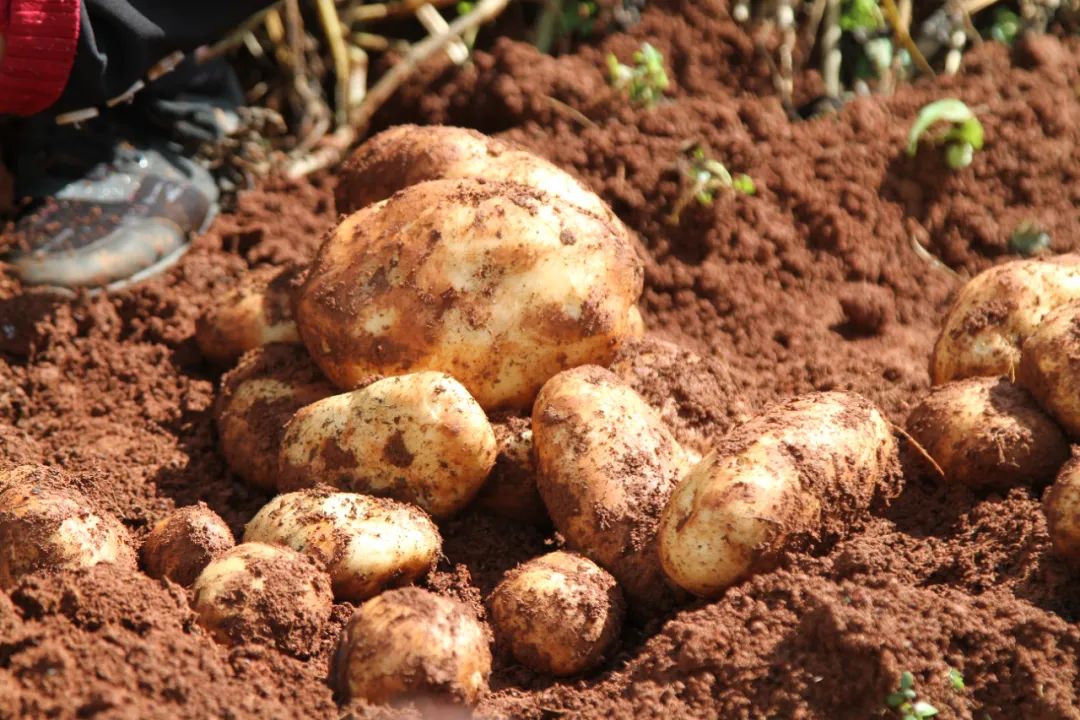 土豆梗挖西伯利亚能种吗_西伯利亚挖土豆什么意思_西伯利亚挖土豆什么梗
