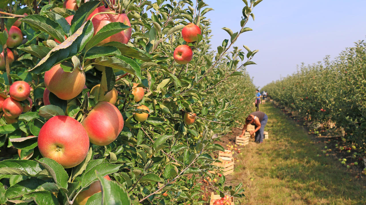 手机小游戏水果模拟器种植多样的水果作为一名农民