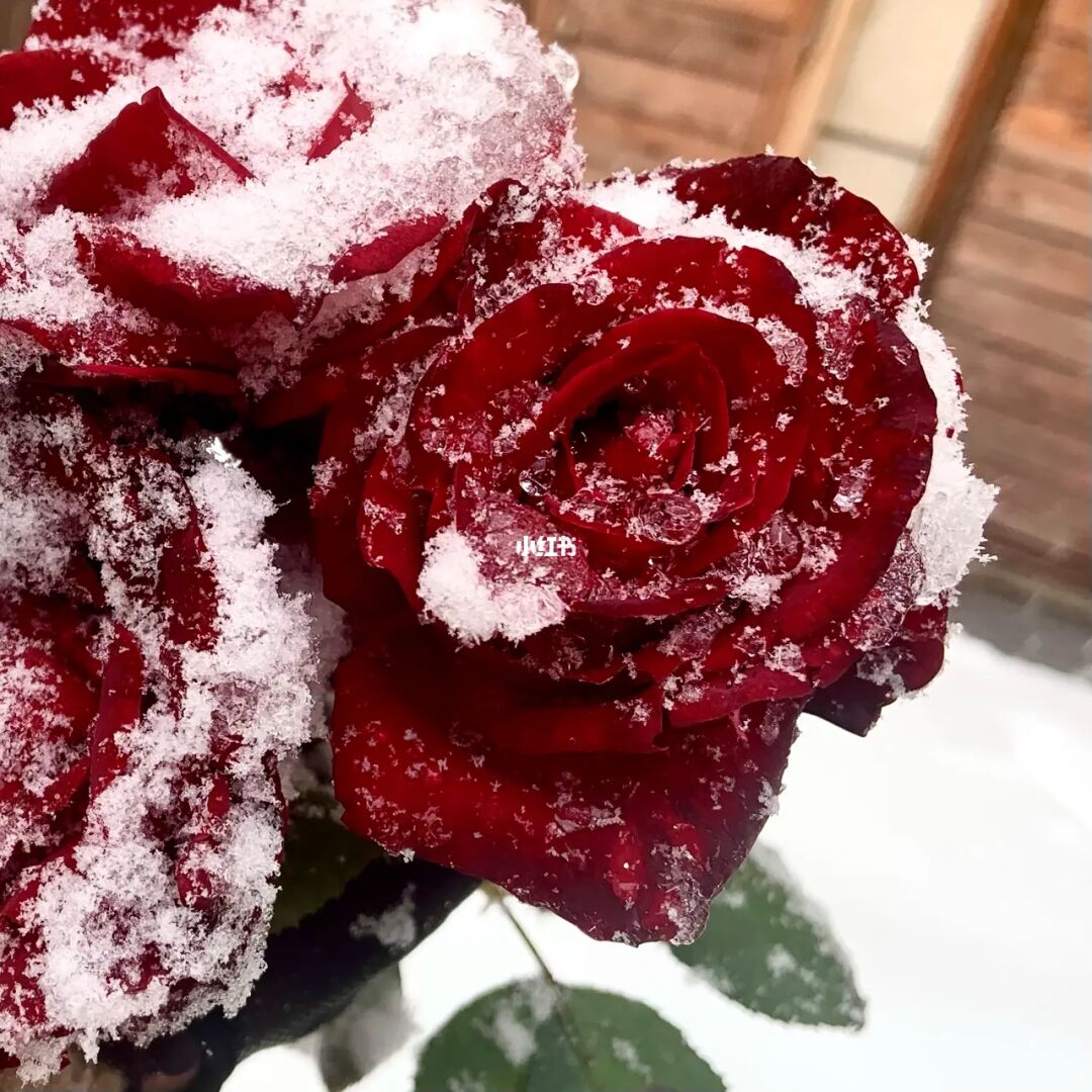 阿尔卑斯玫瑰_阿尔卑斯的玫瑰_阿尔卑斯玫瑰对皮肤的作用