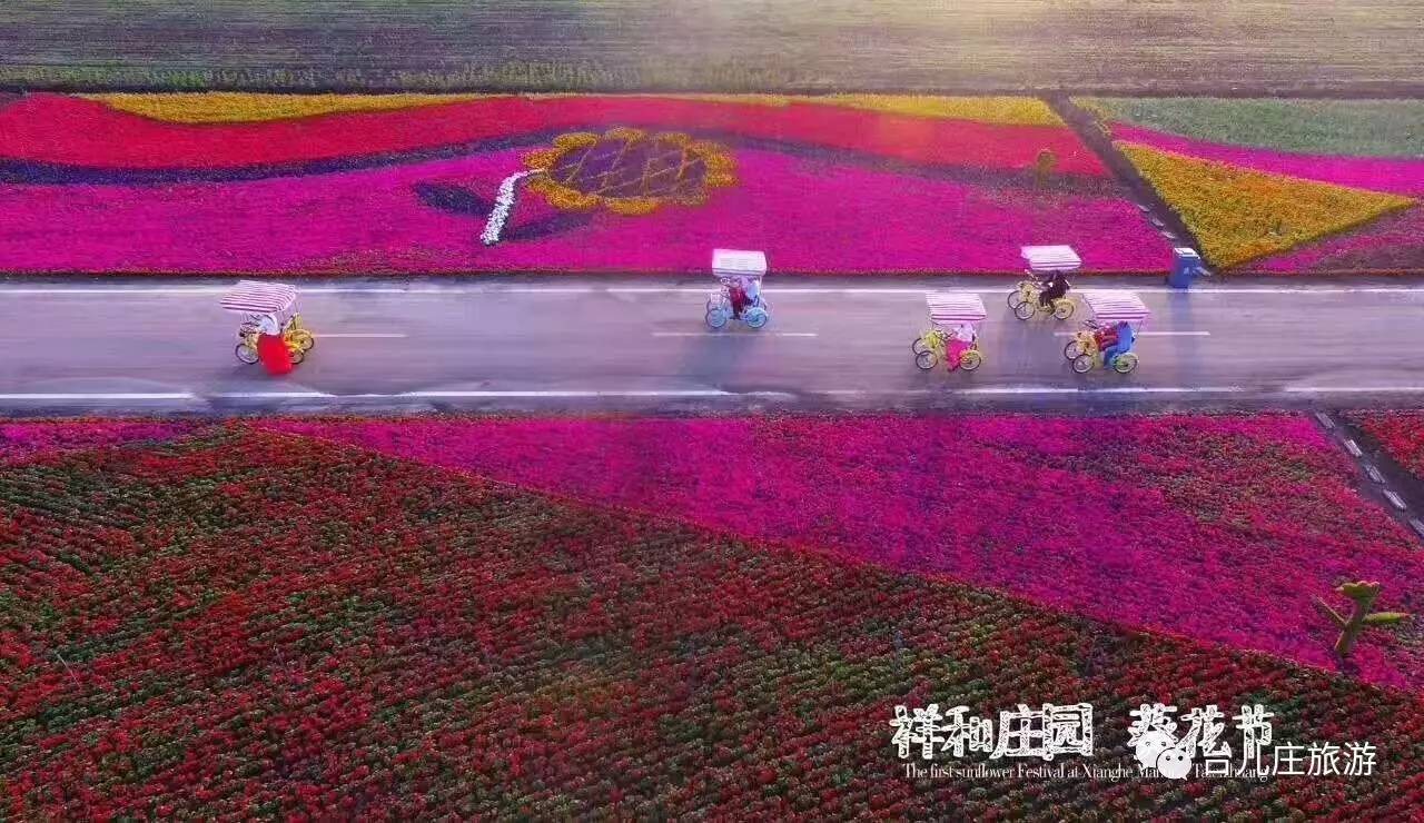 花散里：探秘绚丽花海的秘密