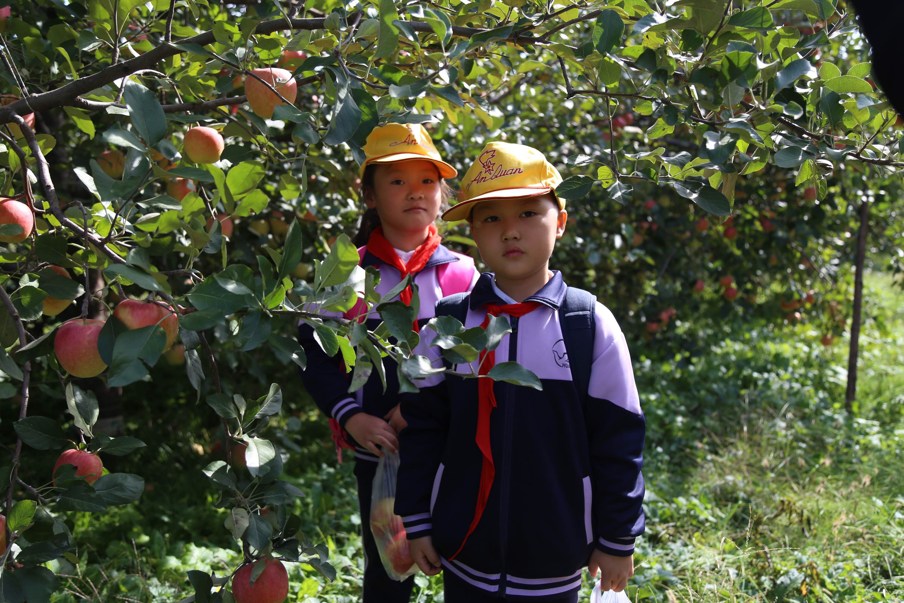 摘苹果的小游戏_摘苹果游戏玩法和规则_手机游戏摘苹果