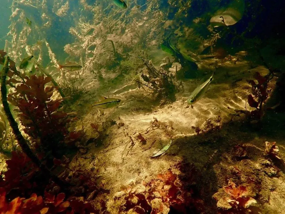 覆潮之下-探险家亲身经历：覆潮下的海底奇遇