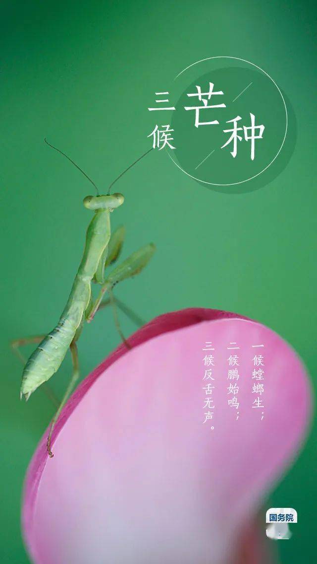 2021年芒种是个吉利日子吗_2021年芒种是农历几月几日_2023年芒种是几月几日