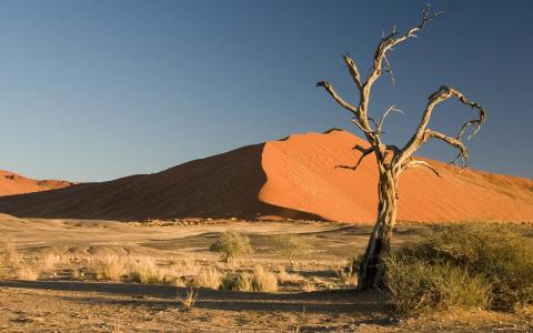 探寻沙漠中的传奇：揭秘神秘沙漠屠夫的身世与使命