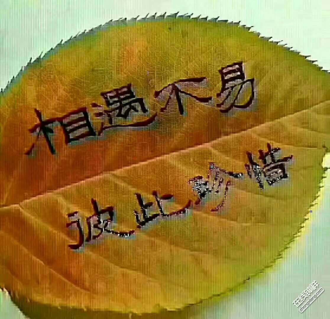 手机游戏白包：虚拟的温暖与快乐，游戏中的友情之礼